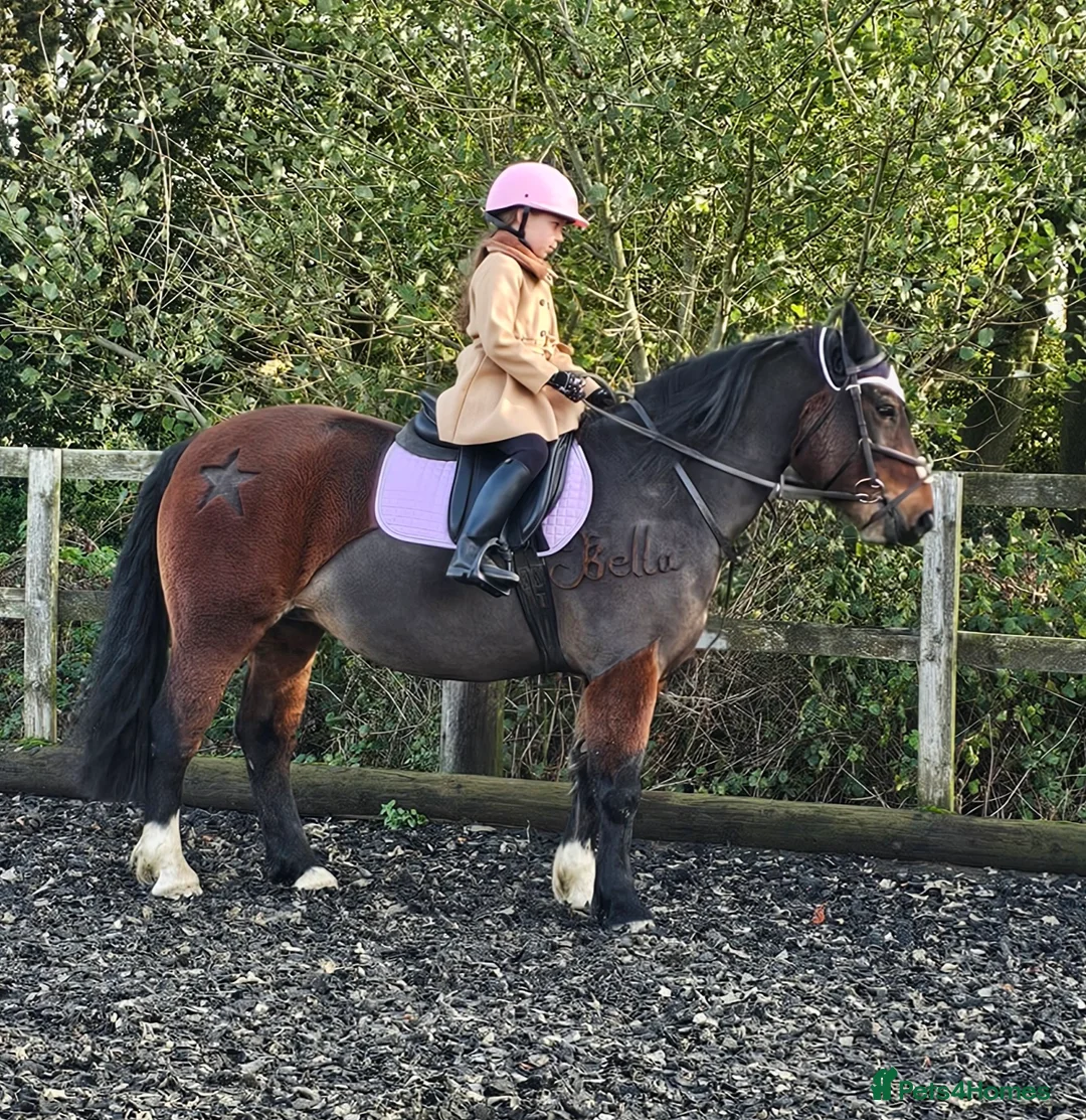 Welsh Section C horses for sale: Welsh Pony for Childrens - Advert 1
