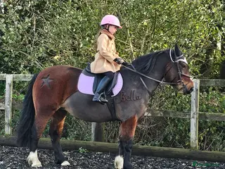 Welsh Section C horses Welsh Pony for Childrens - Advert 1