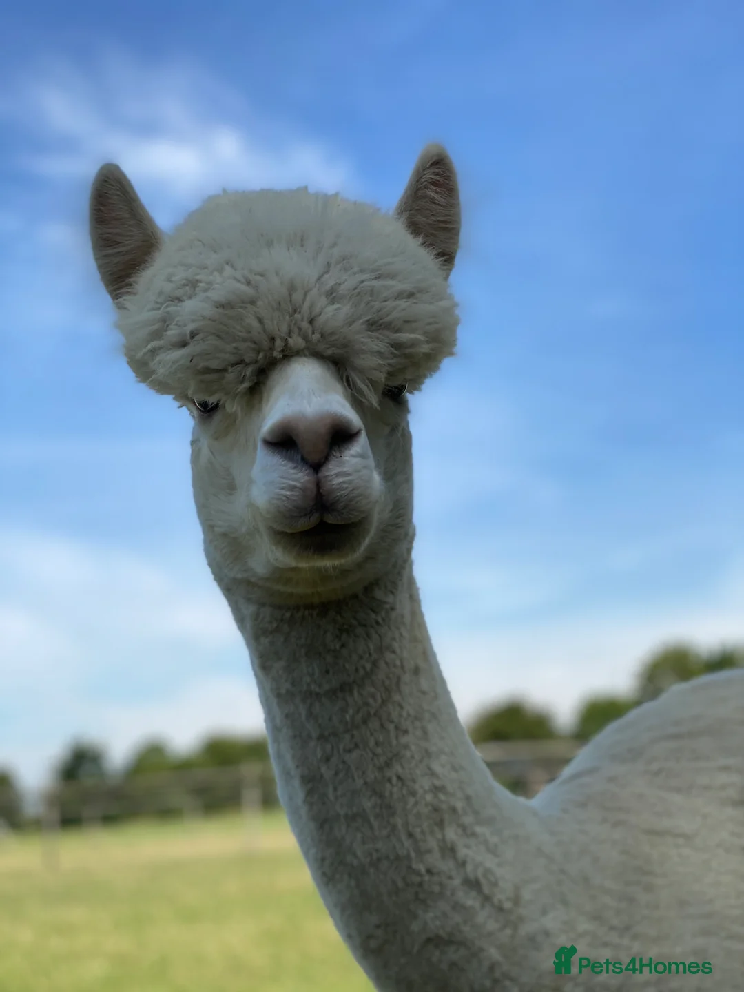 Alpaca livestock for sale: Variety of quality Females  - Advert 22
