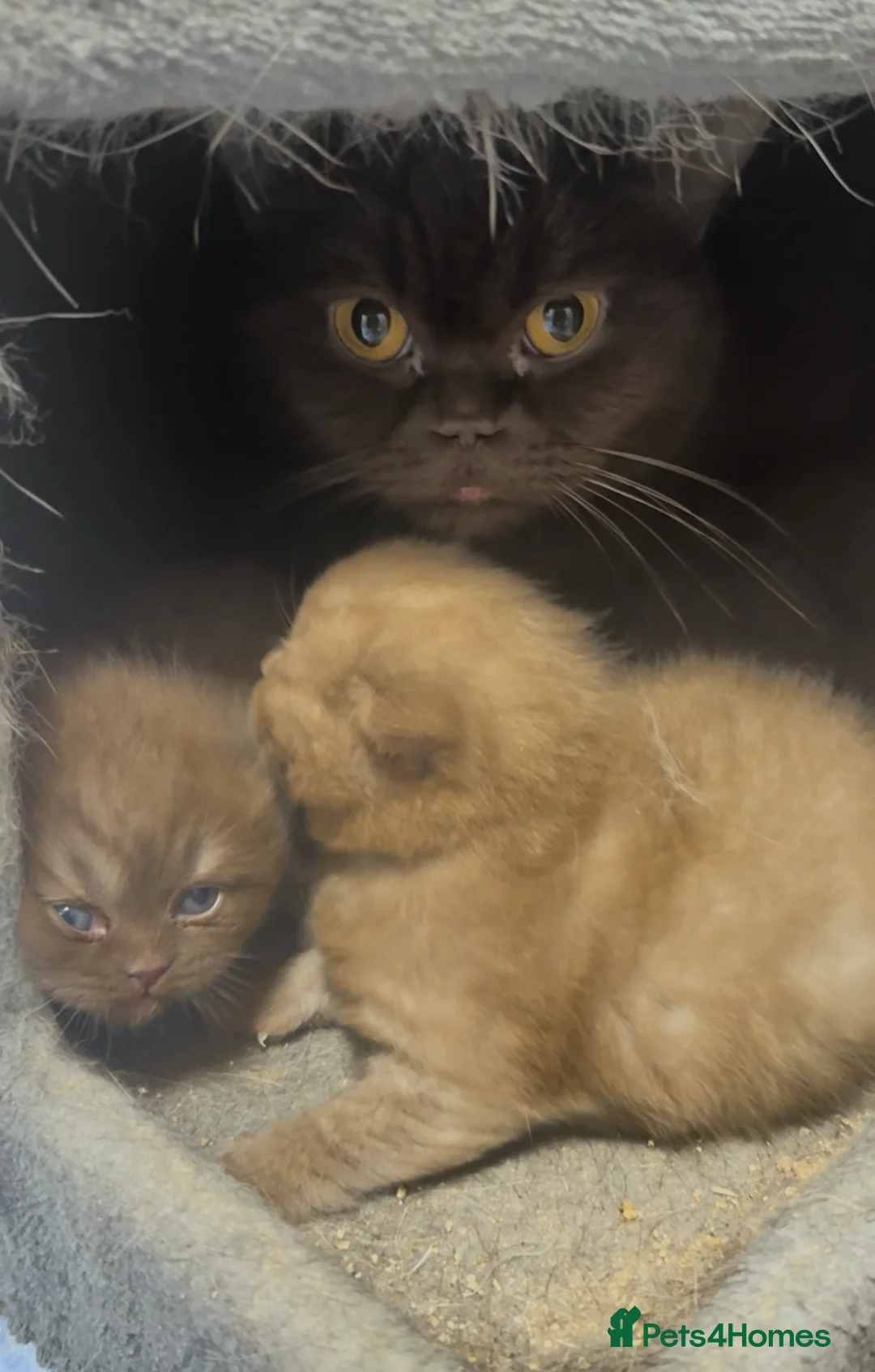 British Shorthair cats for sale: Beautiful chunky cinnamon boy looking new home - Advert 9