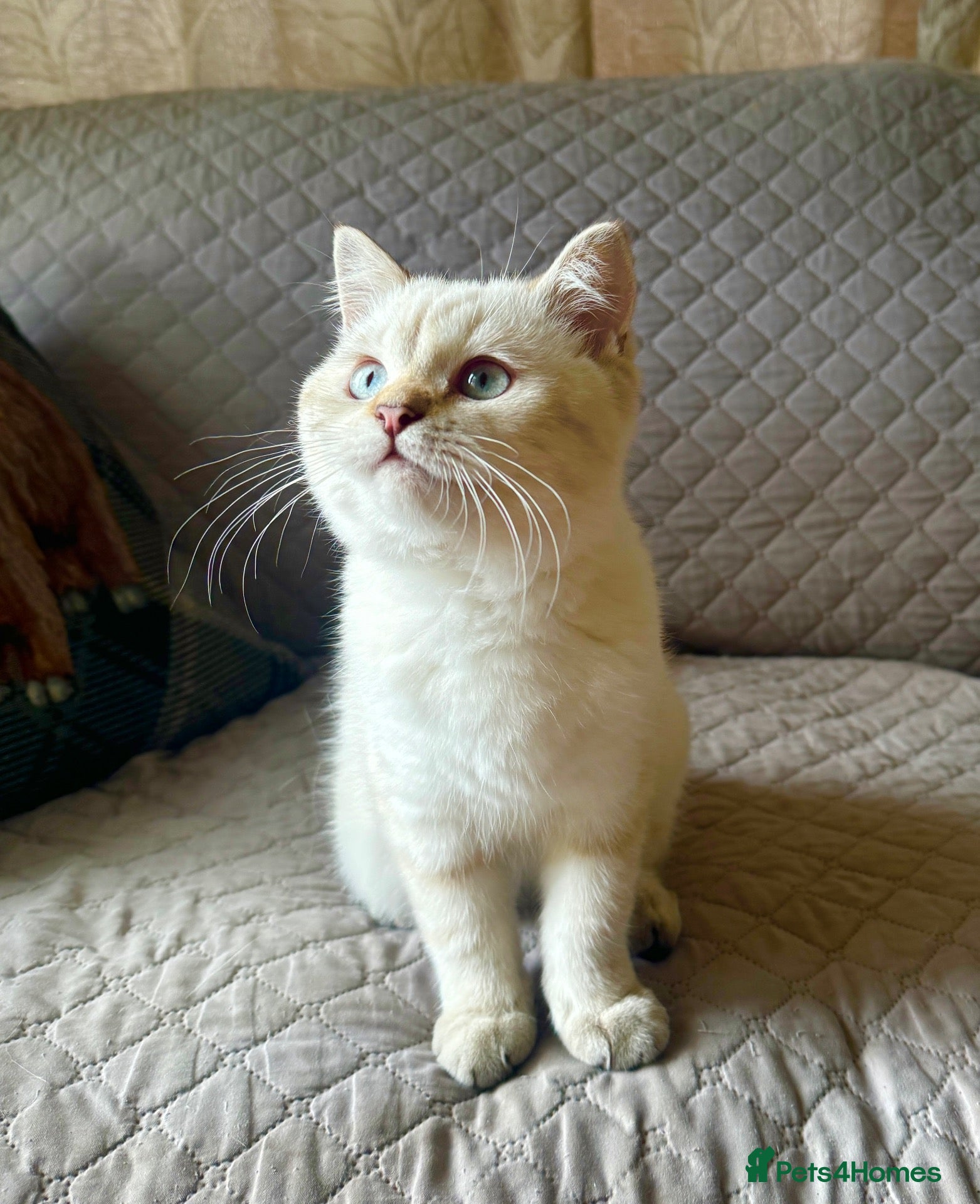 British Shorthair cats GCCF reg. British Shorthair kitten for pet home. - Advert 1