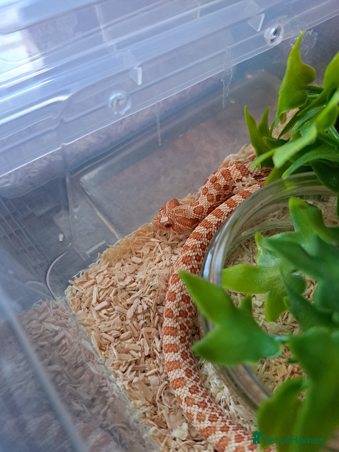 Snake reptiles for sale: Yearling western hognose albinos males and females - Advert 3