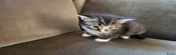 Mixed Breed cats for sale: Five adorable and playful kittens - Advert 7