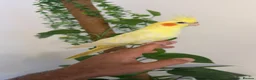 Parakeets birds for sale: African grey  - Advert 3