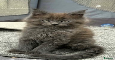 Maine Coon cats - Advert 5