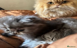 Persian cats for sale: Cute Persian Kittens 2 Left For Sale - Image 3