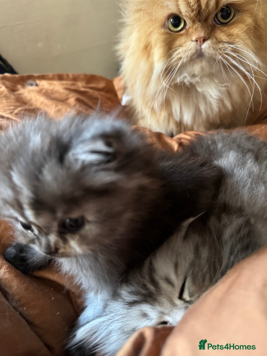 Persian cats for sale: Cute Persian Kittens 2 Left For Sale - Image 3