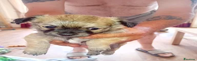 Chihuahua 2