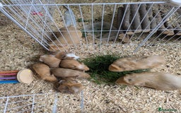 Guinea Pig rodents for sale: 4 Baby Boy Guinea Pigs  - Image 10