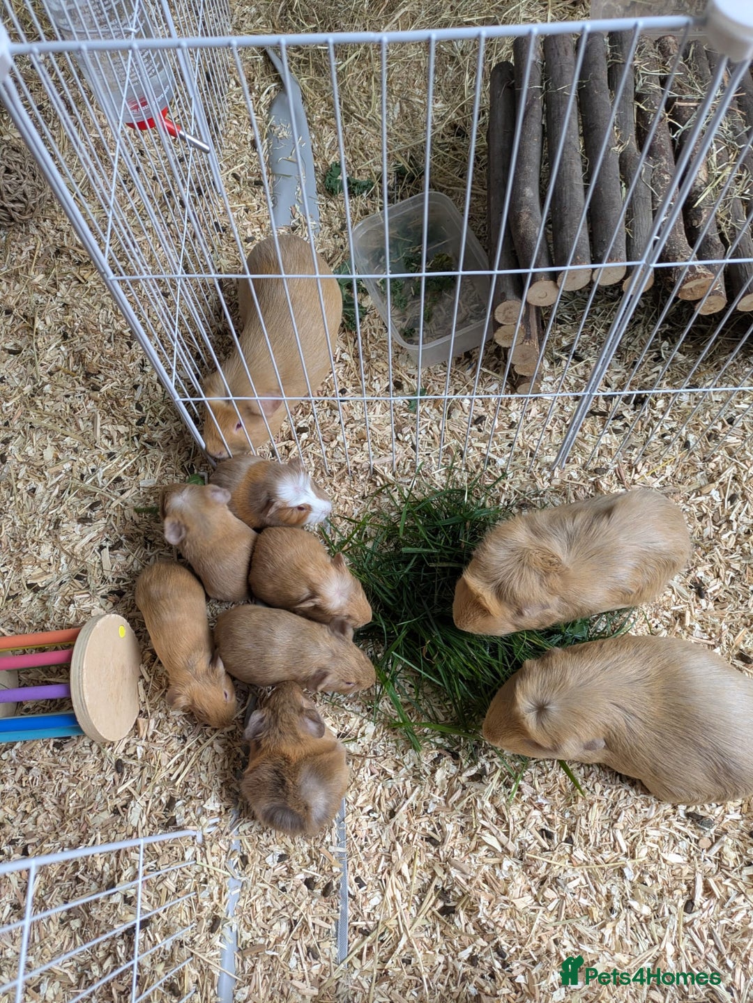 Guinea Pig rodents for sale: 4 Baby Boy Guinea Pigs  - Image 10