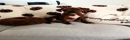 Boxer dogs for sale: Boxer puppy  - Advert 3