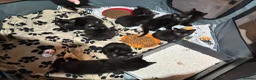 Mixed Breed cats for sale: Mixed gender black kittens for sale  - Advert 5