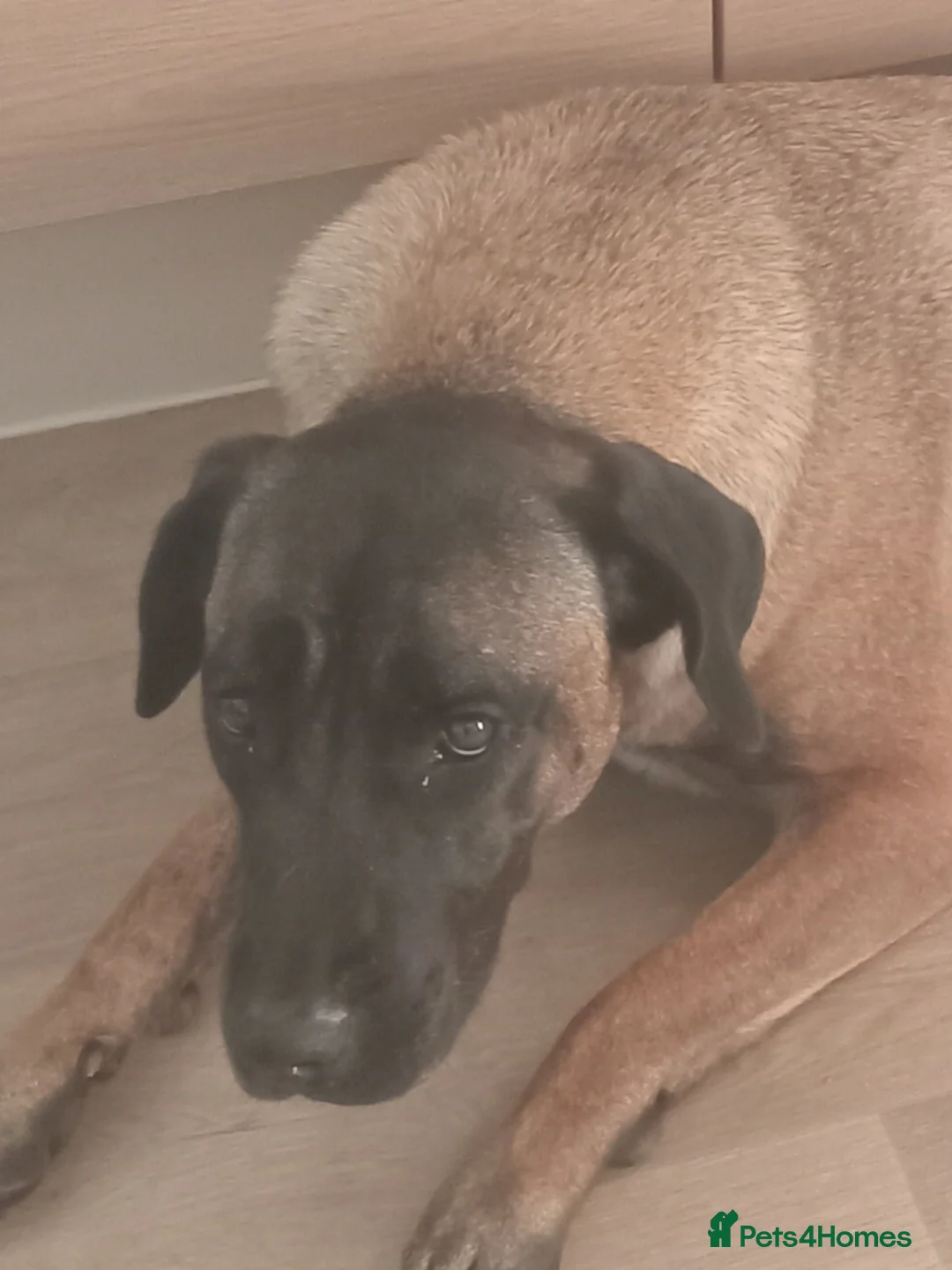 Belgian Shepherd Dog dogs for sale: Female belguim shepard  - Advert 2