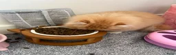 Persian cats for sale: Pure breed Persian  - Advert 4