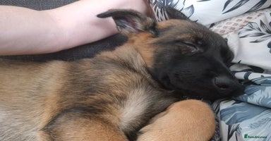 Mixed Breed dogs in Plymouth - Advert 3