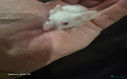 Mouse rodents for sale: Baby Fancy Mice - Image 4