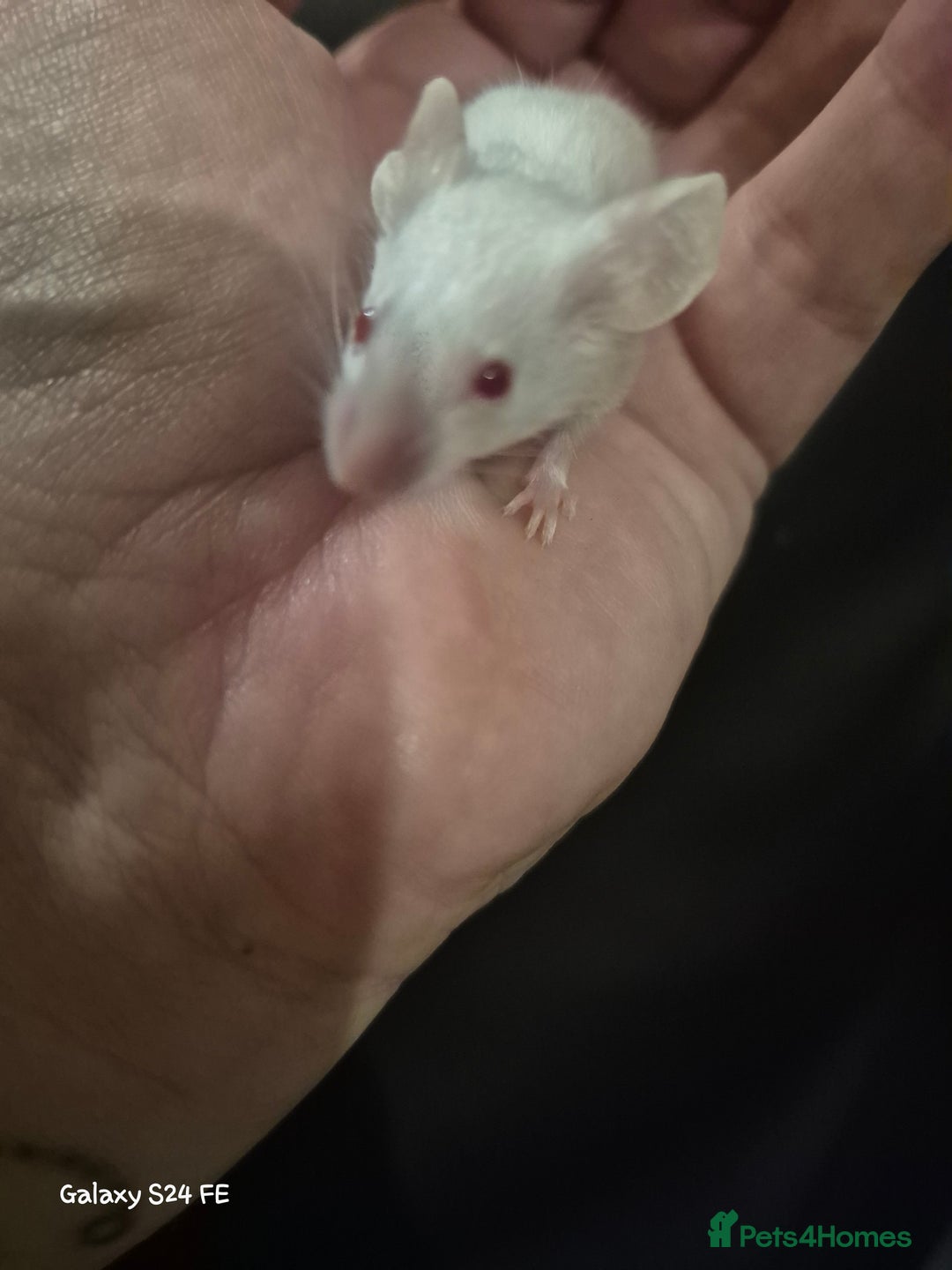 Mouse rodents for sale: Baby Fancy Mice - Image 4