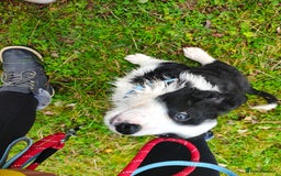 Border Collie dogs for sale: 10 week old puppy  - Image 2