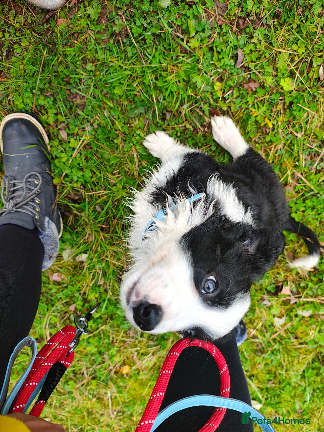 Border Collie dogs for sale: 10 week old puppy  - Image 2