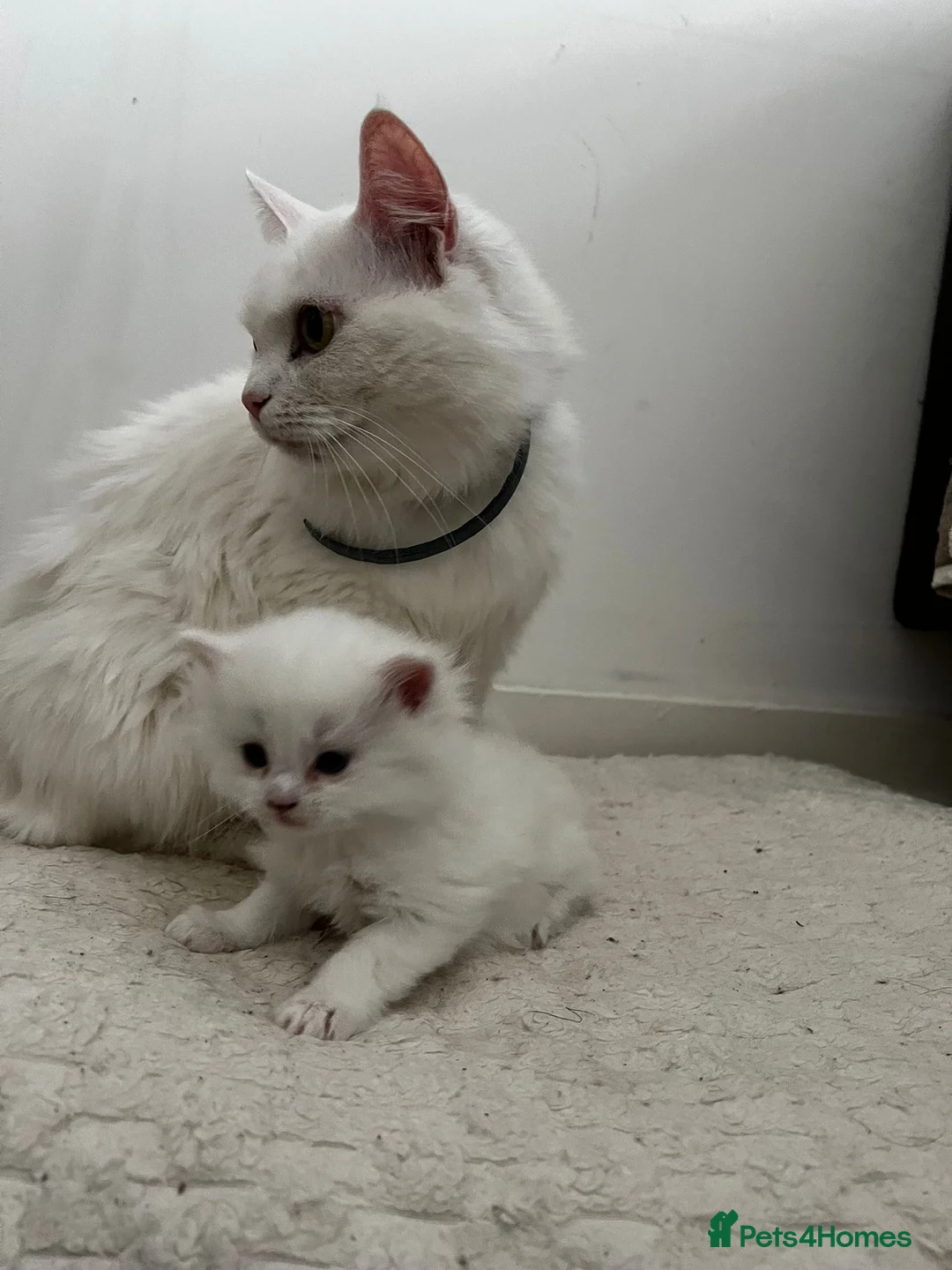 Mixed Breed cats for sale: [Two Kittens] Mainecoon x Turkish Angora Kittens  - Advert 1