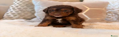 Labradoodle 4