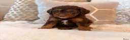 Labradoodle dogs for sale: ** RARE CHOC-PHANTOM MERLE/PARTI F1B LABRADOODLES - Advert 7