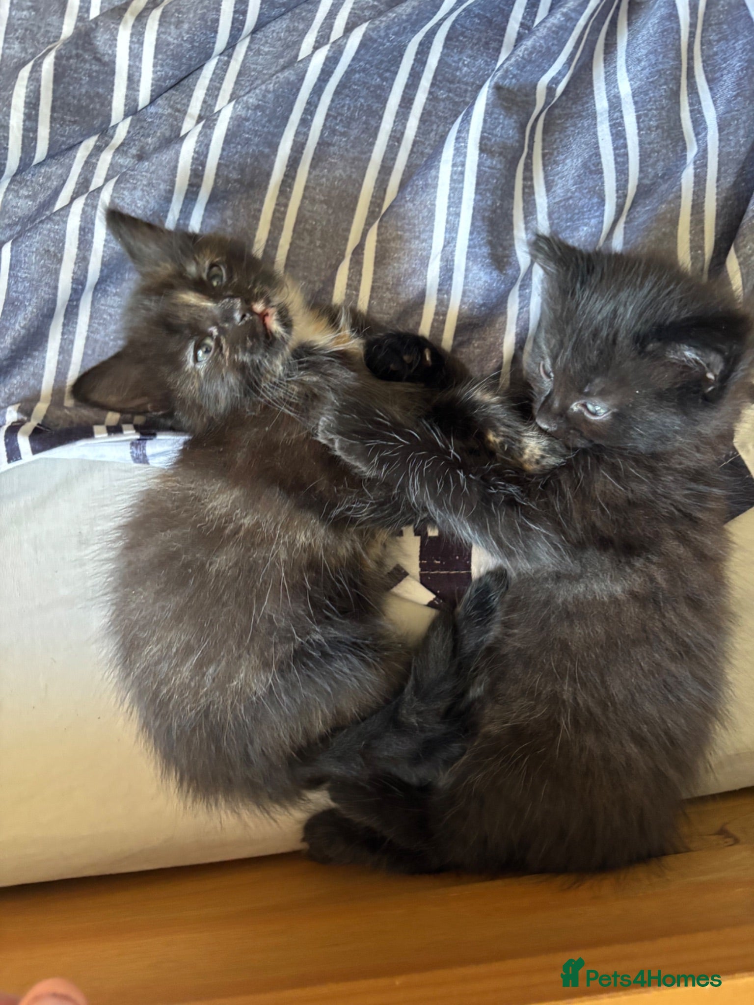 Mixed Breed cats 4 Kittens 3 girls left (ginger boy reserved) - Advert 5