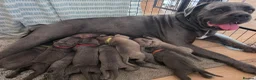 Cane Corso dogs for sale: Cane Corso Puppies - Advert 10