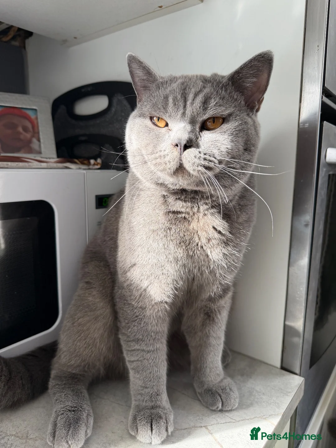 British Shorthair cats for sale: Micky and Arlo in Broadstairs - Advert 2