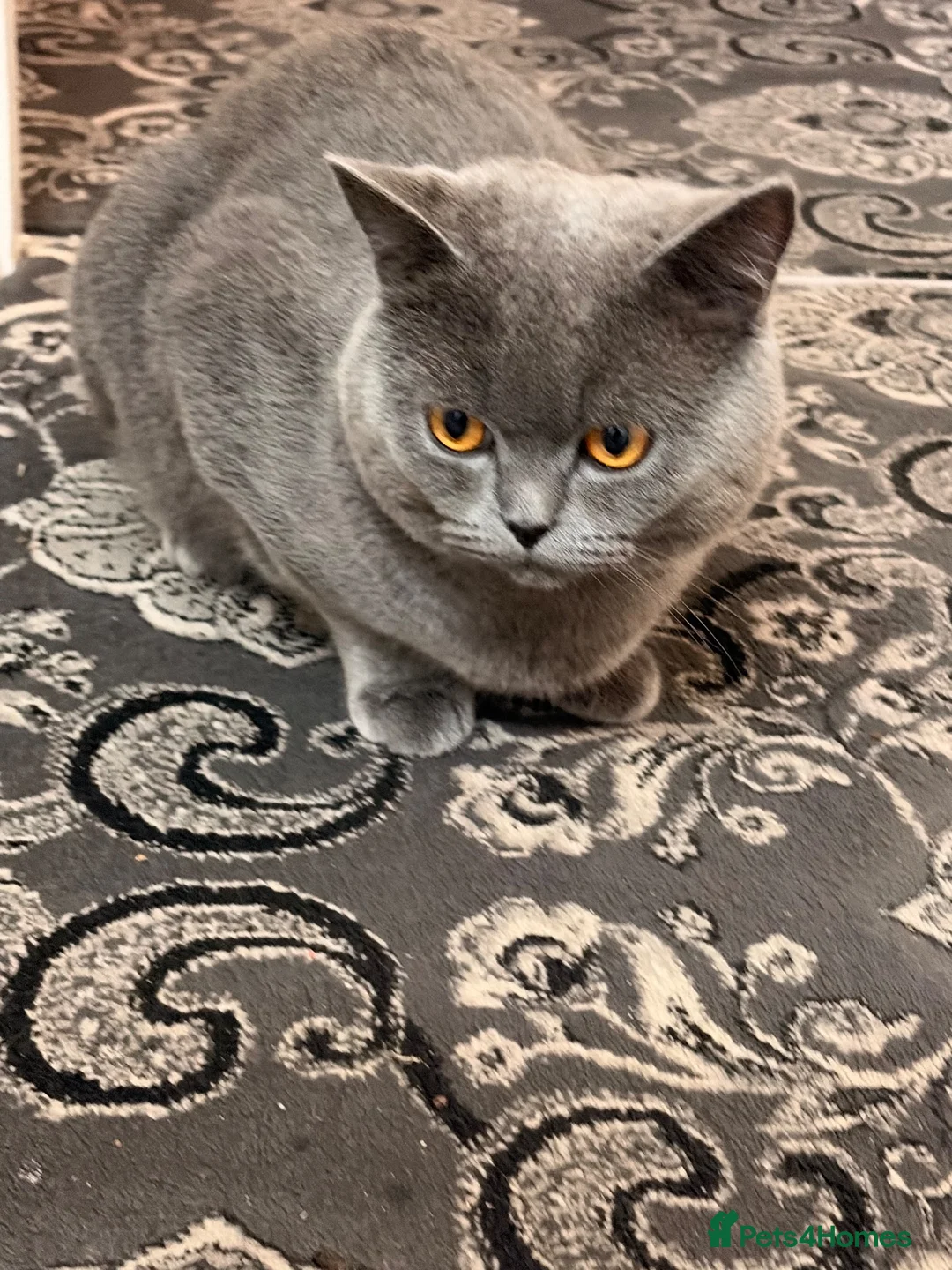 British Shorthair cats for stud: British shorthair male for stud  in Birmingham - Advert 1