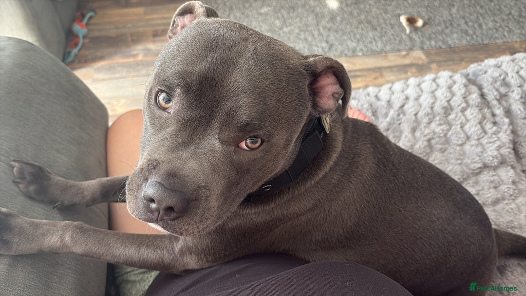 Staffordshire Bull Terrier dogs for sale: 9 month old koda  - Image 5