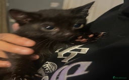 Mixed Breed cats for sale: Beautiful kittens  - Image 5