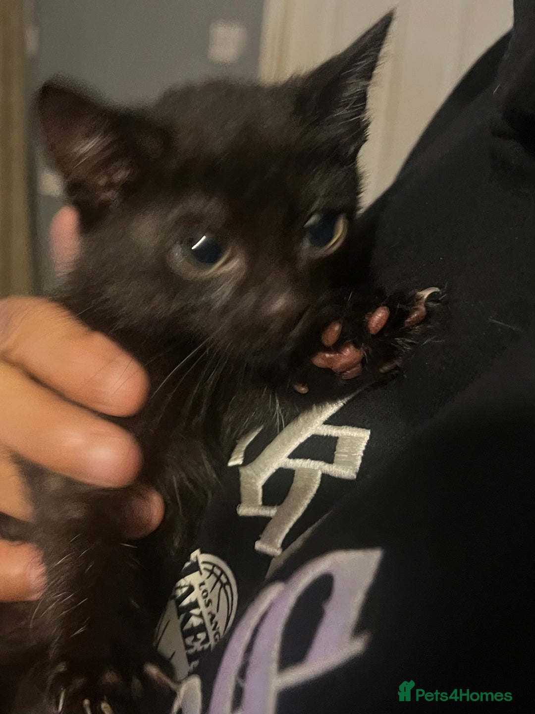 Mixed Breed cats for sale: Beautiful kittens  - Image 5