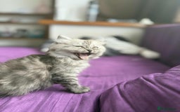 Persian cats for sale: Adorable 9Week Old Kitten Ready for a Loving Home  - Image 3