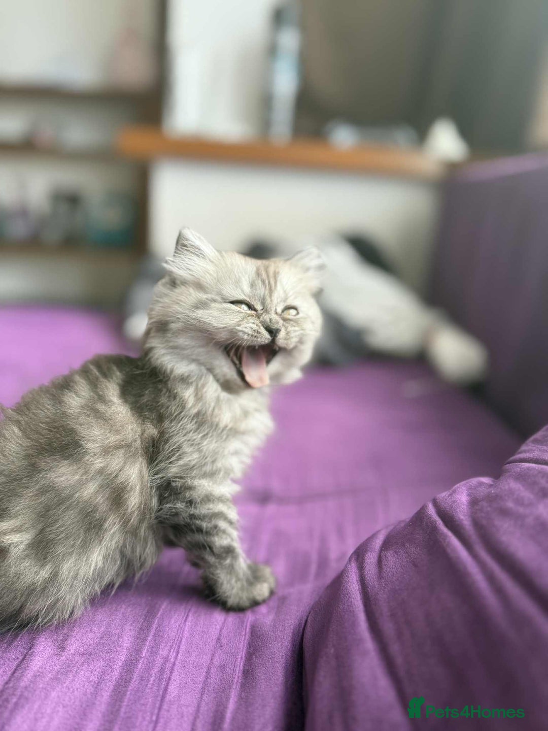 Persian cats for sale: Adorable 9Week Old Kitten Ready for a Loving Home  - Image 3