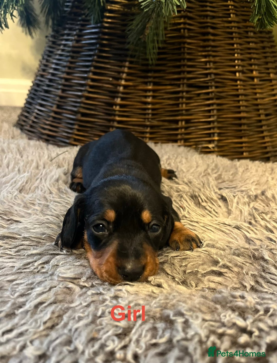 Miniature Dachshund dogs for sale: KC reg PRA clear Mini smooth Dachshund pups - Advert 13