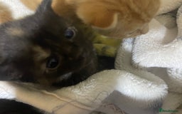 British Shorthair cats for sale: New born ginger and tortoiseshell  - Image 5