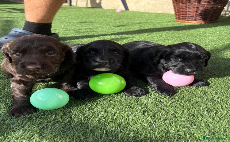 Cocker Spaniel dogs - Advert 15