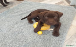 Labrador Retriever dogs for sale: KC Chocolate labrador (Ready To Go Now)🦮 - Image 1