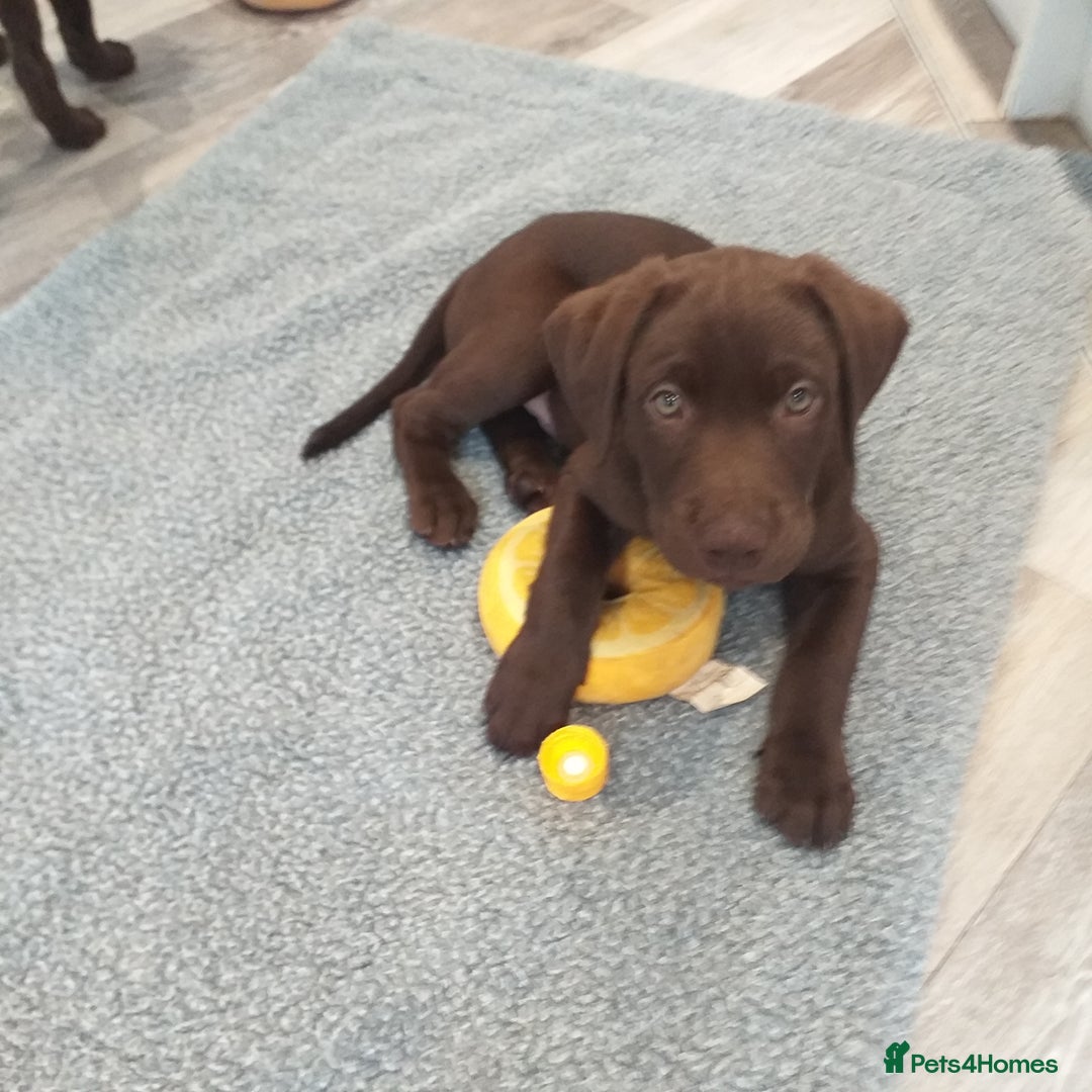 Labrador Retriever dogs for sale: KC Chocolate labrador (Ready To Go Now)🦮 - Image 1