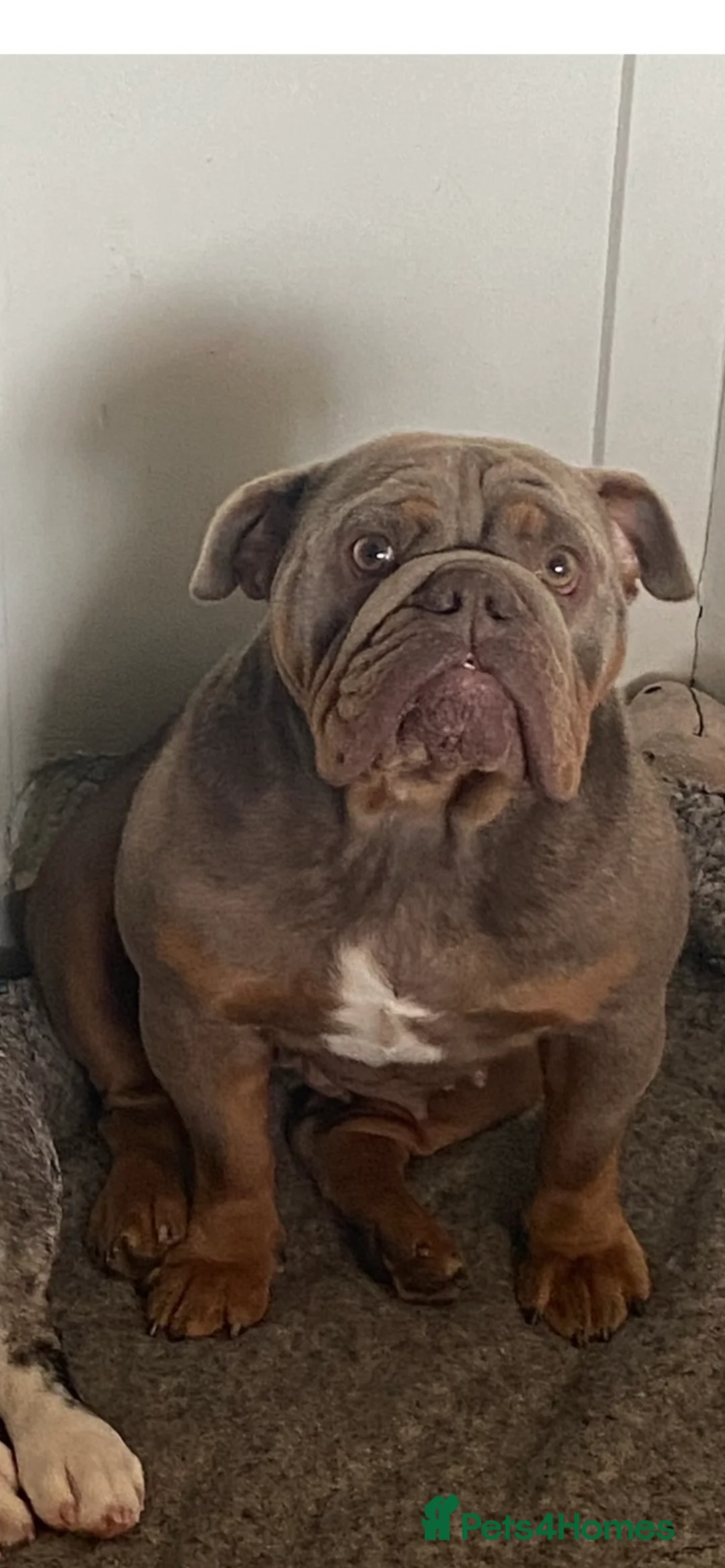 English Bulldog dogs for sale: Beautiful rainbow littler of Merle bulldogs  - Advert 2