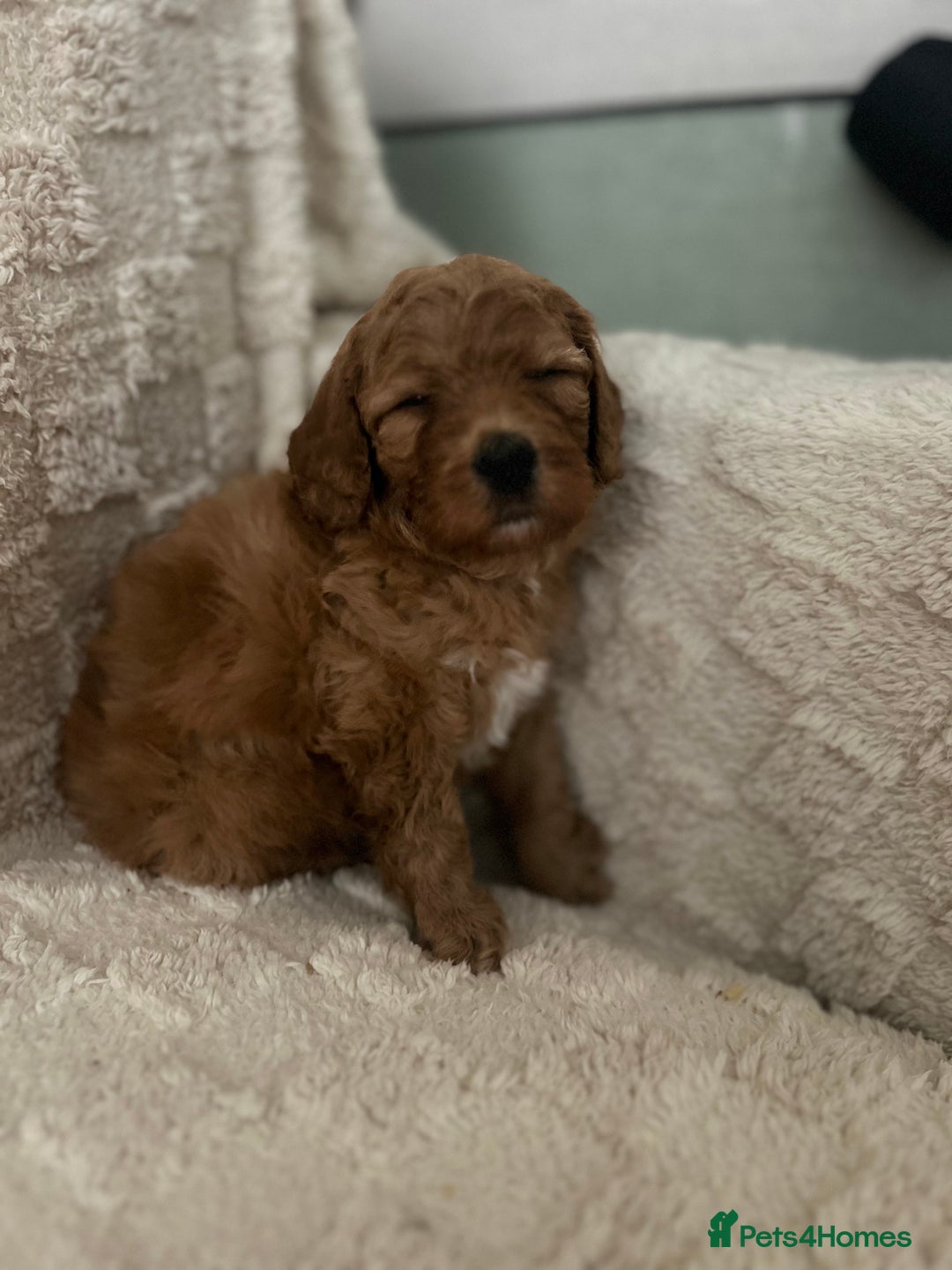 Cavapoo dogs for sale: Rare unique moyen Cavapoos (last female)  - Advert 7
