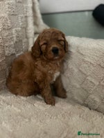 Cavapoo dogs Rare unique moyen Cavapoos - Advert 3