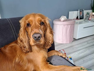 Cocker Spaniel dogs in Exmouth - Advert 22