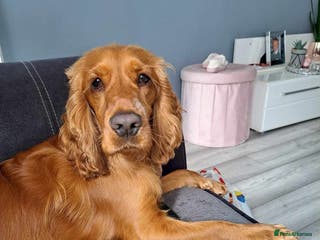 Cocker Spaniel dogs Show cocker spaniel in Exmouth - Advert 14