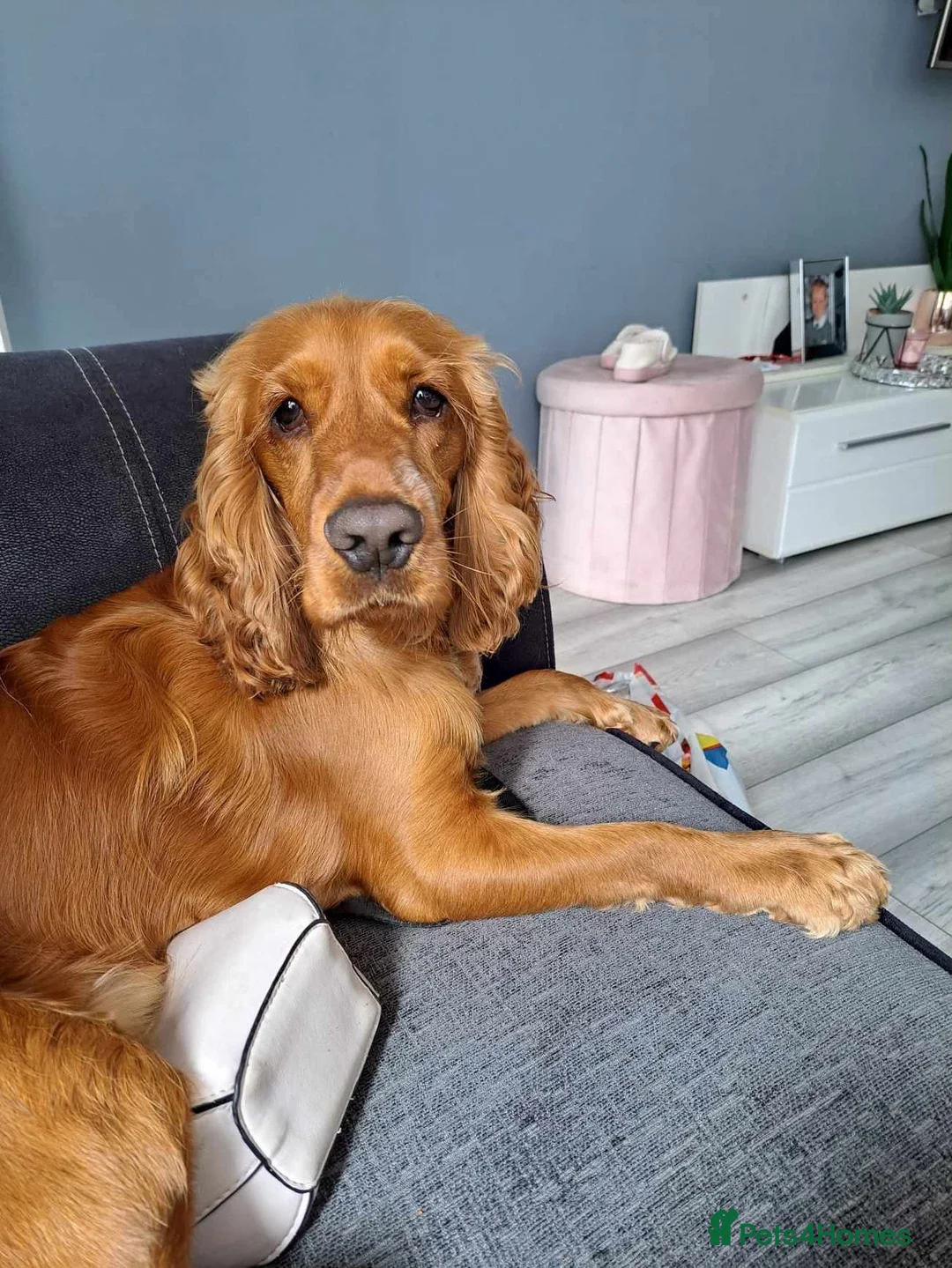 Cocker Spaniel dogs for stud: Show  cocker spaniel  in Exmouth - Advert 1