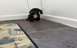 Mixed Breed dogs for sale: 6 beautiful jack russle cross cocker spaniels  - Image 23