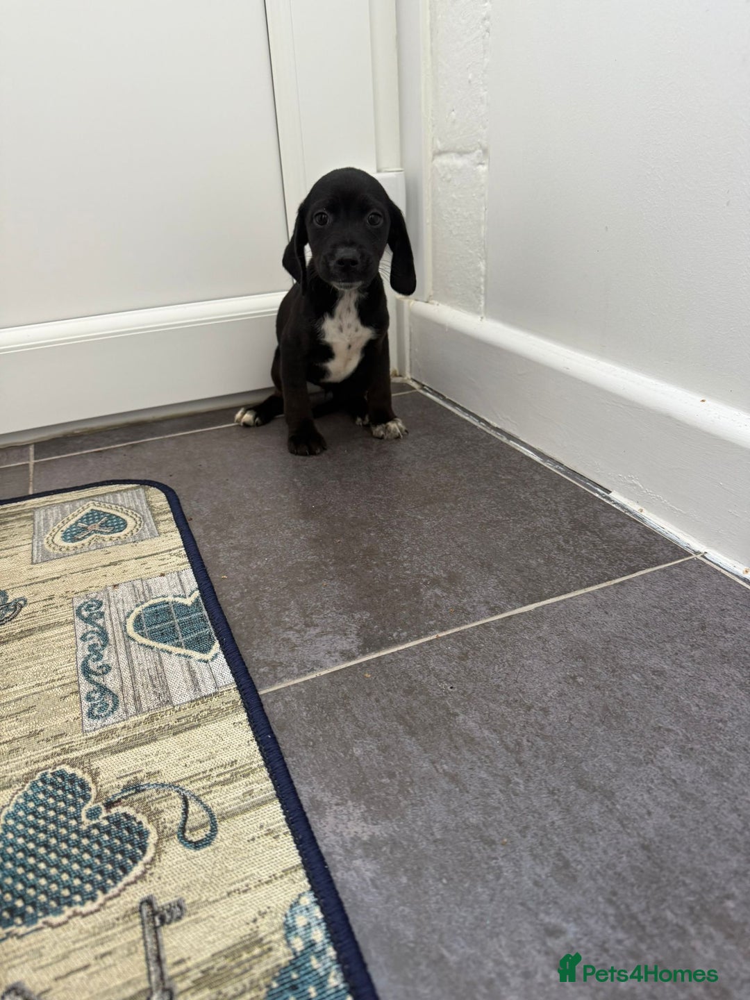Mixed Breed dogs for sale: 6 beautiful jack russle cross cocker spaniels  - Image 23