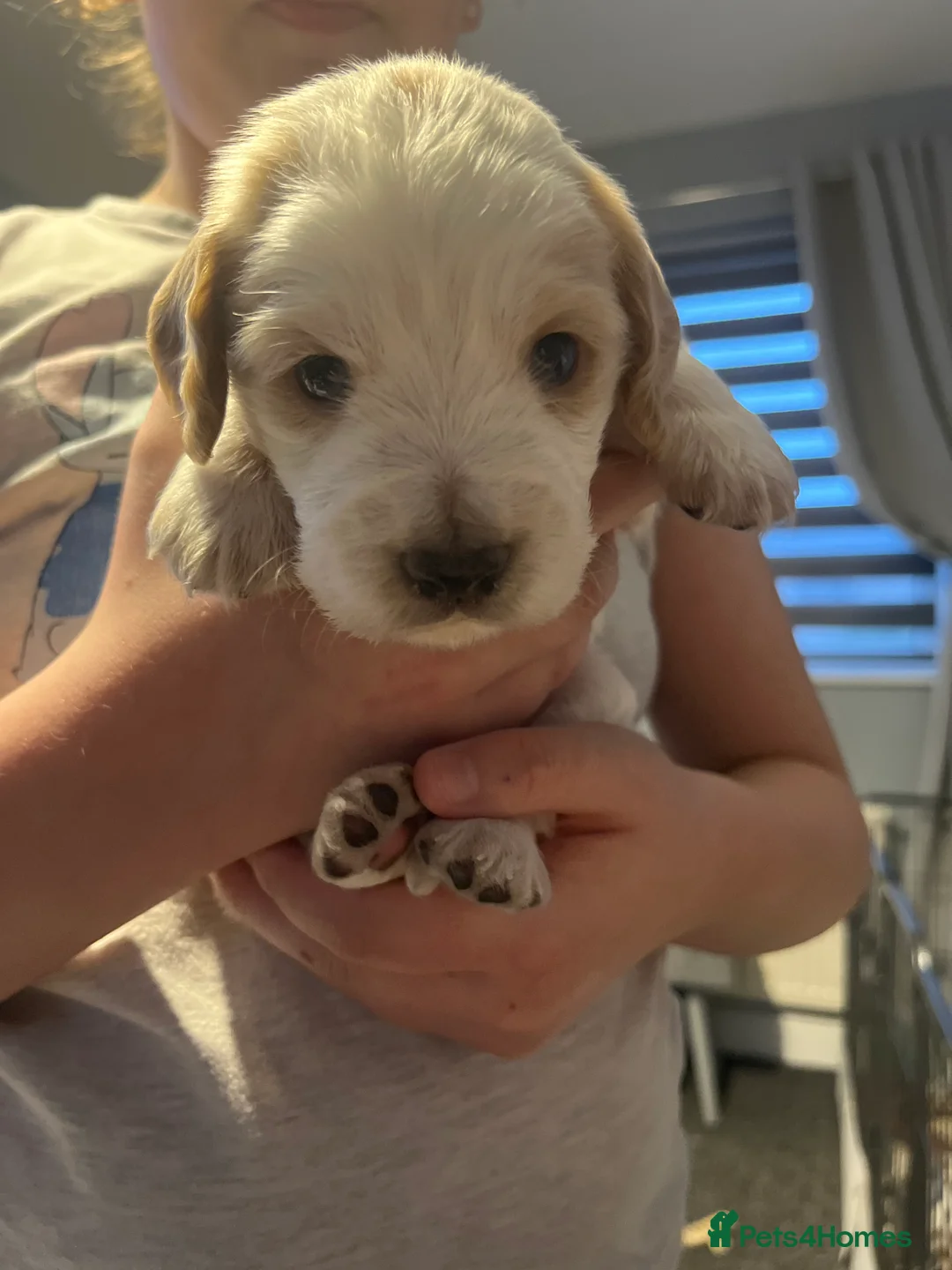 Cocker Spaniel dogs for sale: Cocker spaniel puppies  in Rotherham - Advert 3