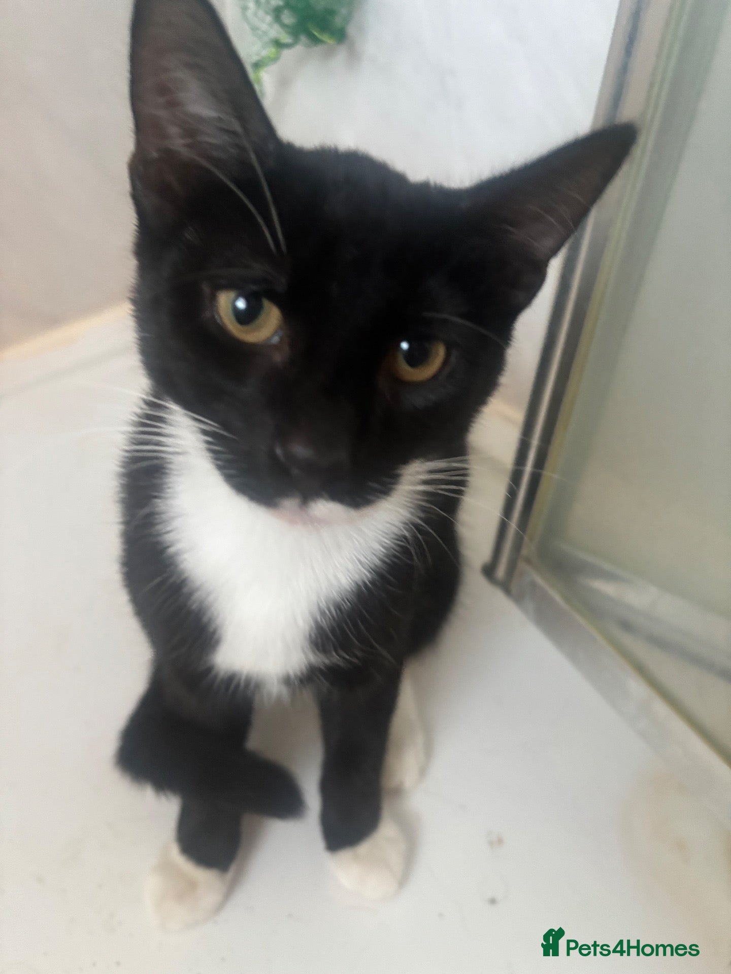 Domestic Shorthair cats KITTENS FREE - Advert 8